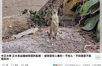 狐獴現蹤中正大學附近  影片逾19萬次觀看網友留言「哈庫拉瑪塔塔」