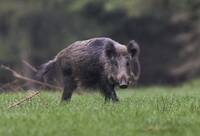 驚！南韓遭「北韓野豬」入侵2個月 捕殺後就地掩埋