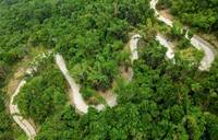 中斷20年「南山林道」修復 保留特有種植物「鴨腱藤」