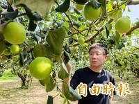 挺過震災 百大青農種出棗界最甜「新蜜王」