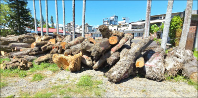 假種西瓜盜紅檜埋河床 山老鼠黑吃黑亂鬥曝光