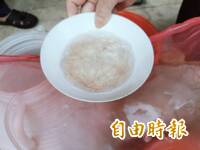 鰻苗慘跌至每尾4-5元 漁民嘆︰若感冒不夠付掛號費