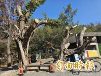 后豐鐵馬道「夫妻樹」染褐根病 中市決先投藥必要時移除