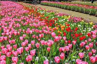 美到像絲綢！杉林溪鬱金香大爆發 豔麗花海秀「珠光」