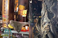 悟空大鬧松柏嶺受天宮！ 猴子「搶香蕉爬石柱」落跑畫面曝光