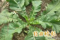 台南六甲落羽松季月底登場 1/25免費拔蘿蔔