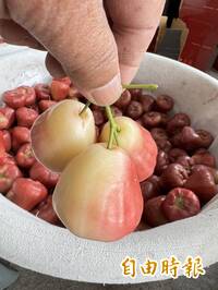 蓮霧變「黑白郎君」！農改場評鑑報名未送件數高 果農惋惜外觀差