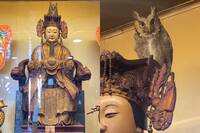 神蹟！貓頭鷹待在媽祖頭上「賴著不走」  南庄獅頭山勸化堂回應了