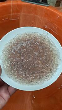 從200元跌到5元！鰻苗價格「斷崖式雪崩」 漁民苦嘆年終落空