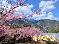桃紅、粉花綻放5成 信義草坪頭「櫻」姿煥發