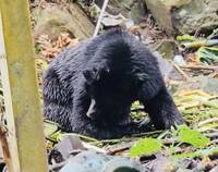 橫行阿里山鄉工寮暴力覓食  台灣黑熊「落網」了