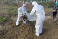 台中蛋雞場棄置禽流感死雞 苗栗後龍地主40萬交保限境