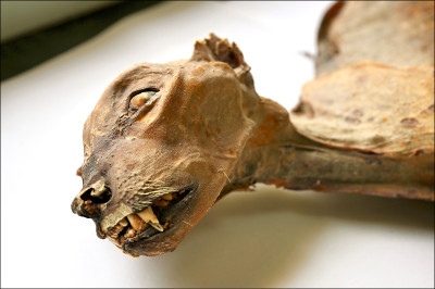 中英對照讀新聞》Mummified cheetahs found in Saudi caves shed light on lost populations 沙烏地阿拉伯洞穴中發現的獵豹木乃伊 揭示了已消失的族群