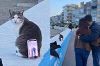 這腳架會咬人！情侶拿貓當自拍架 喵星人回頭狠瞪：禮貌呢？