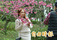 圖輯》陽明山花季今開幕  花鐘旁櫻花開滿近五成
