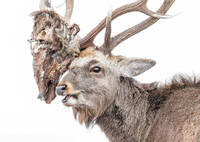 這不是恐怖片！ 公鹿角掛死敵「腐爛斷頭」 驚悚照入圍攝影大賽