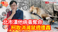 自由觀點》北市漢他病毒奪命 柯取消滅鼠週遭轟