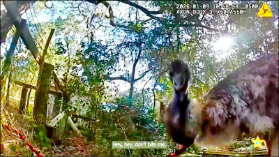 中英對照讀新聞》Florida deputy captures runaway emu and returns the bird home unharmed 佛州1名副警長抓到1隻逃跑的鴯鶓，並將這隻鳥毫髮無損地送回家