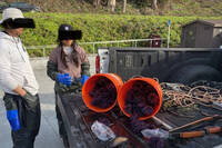 褲裡有鮑！女盜捕瀕危海味藏下半身 面臨126萬天價罰款