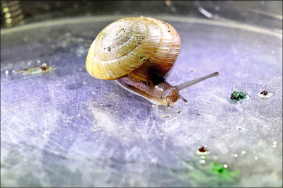 中英對照讀新聞》UK zoo says tiny snail ’back from brink’ of extinction英國動物園宣稱微小蝸牛從滅絕邊緣復甦