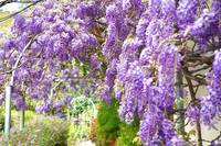 春季到訪嘉義縣瑞里 白天賞紫藤夜晚尋螢蹤