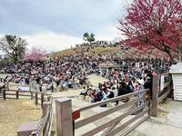 清境春節櫻花開、「Happy羊羊」坐鎮 初一吸客5000人