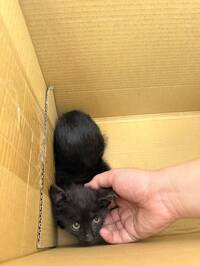 喵星人過年受困車輪！岡山警分局「肉泥」誘惑奏效 救出小黑貓