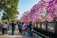 嘉義市洋紅風鈴木 盛開迎新春