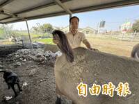 把握連假最後機會！ 雲林水牛安養中心提免費牧草 可體驗「摸春牛」