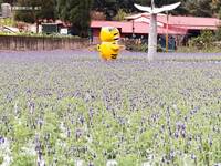 欣賞苗栗獅潭薰衣草「紫色浪漫」 一日遊體驗老街風情
