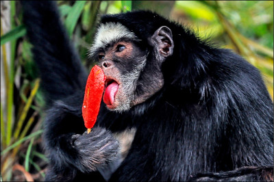 中英對照讀新聞》Rio de Janeiro zoo animals are treated to popsicles as the city faces scorching summer weather 里約熱內盧動物園的動物享用冰棒，因為這座城市正面臨炎夏天氣