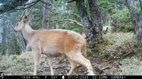 傳說現身？玉山野生動物大調查 驚見「白色聖鹿」