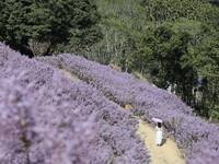 粉紫新秘境！南投國姓麝香木花海飄仙氣