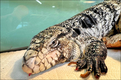 中英對照讀新聞》Freezing reptile dubbed ‘Lizard in a blizzard’ is rescued after being buried in Rhode Island snow 1隻被困在羅德島州雪中的爬行動物，被戲稱為「暴風雪中的蜥蜴」，最終獲救