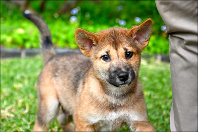 中英對照讀新聞》Australian state weighs rule change to allow dingoes to be pets 澳洲昆士蘭州考慮修改規定 允許將澳洲野犬作為寵物飼養