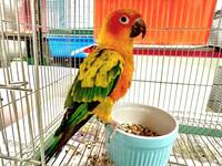 桃園寵物明登場認養 鬃獅蜥、球蟒、玉米錦蛇、各式鸚鵡成主角