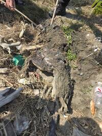 找到了？彰化受虐杜告犬離奇失蹤月餘 伸港尋獲疑似白骨