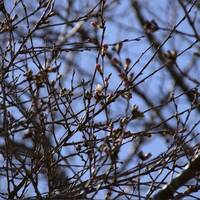 全日本最早！高知縣宿毛市第1朵櫻花開了