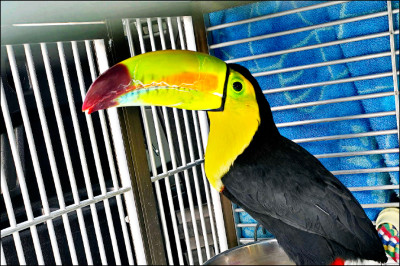 中英對照讀新聞》Toucan seen flying around Sin City has been rescued 在拉斯維加斯上空盤旋的巨嘴鳥已被救起
