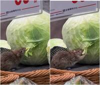 全聯驚見老鼠爽啃高麗菜！ 官方發聲明：緊急停業清消