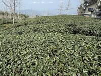 乾旱不發芽！南投茶園一片墨綠 春茶恐減產5成