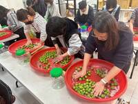 南投水里青梅來了！脆梅DIY首度前進馬祖