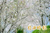 粉白大島櫻綻放！ 台東金針山成南部賞櫻新選擇