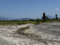 知本濕地「像沙漠」環頸雉銳減 生態團體：縣府截斷水源問題更大