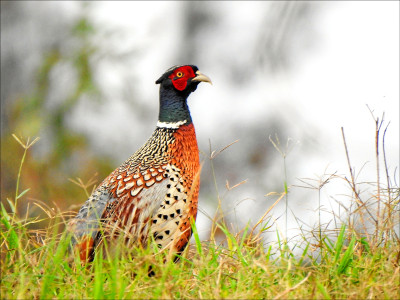 知本濕地火災後調查 環頸雉大減