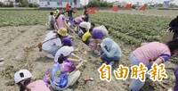 食農教育+節氣飲食 台南永康國小生體驗挖地瓜、手作蛋糕