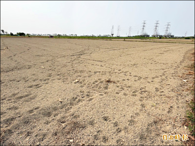 中東戰火影響船班 休耕綠肥太陽麻種子缺貨