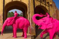 俄國攝影師拍「粉紅大象」惹議 70歲母象離世引爆全球炎上