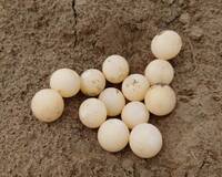 彰化貓羅溪畔出現16顆「乒乓球」 細看才知超珍貴