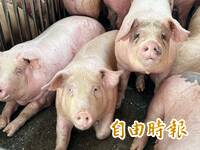 狂賀！台灣正式重返非洲豬瘟非疫區 亞洲唯一3大豬病非疫國